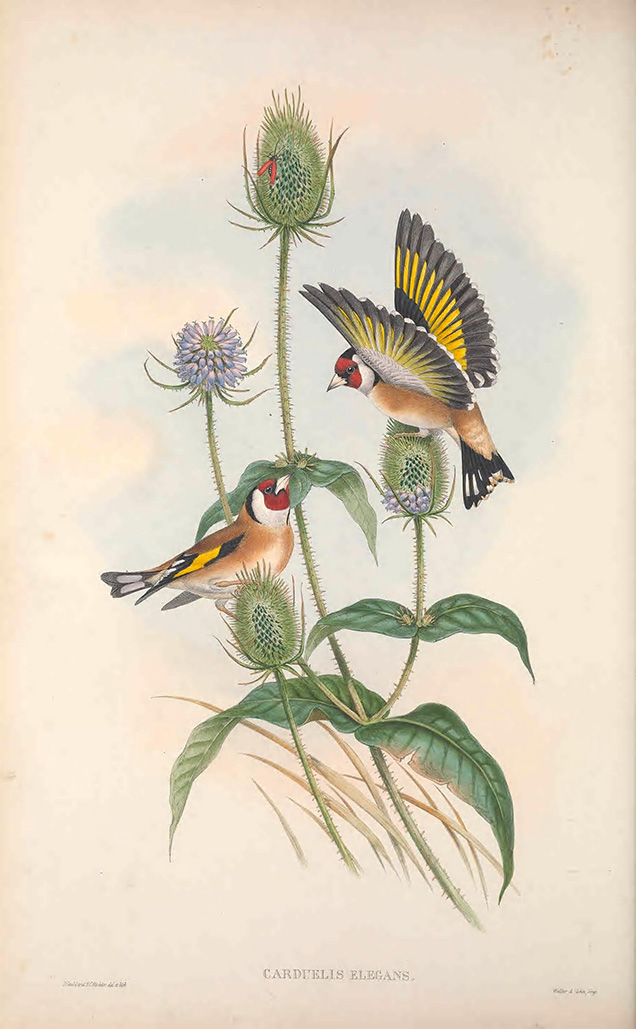 A print of European Goldfinch from Birds of Great Britain by John Gould.